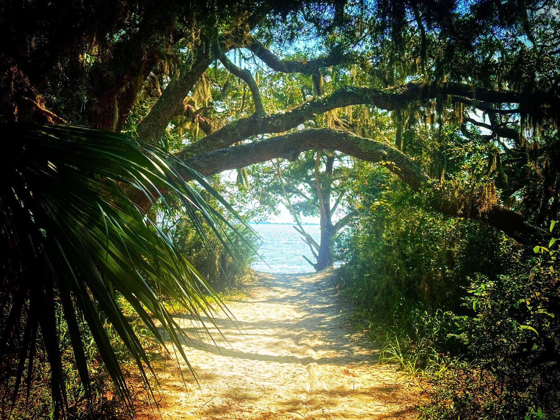 A sandy path beneath live oaks leading to the water in coastal Brunswick